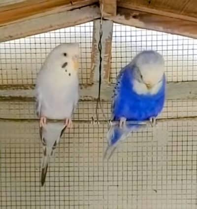 top quality Crysted rainbow shad pair