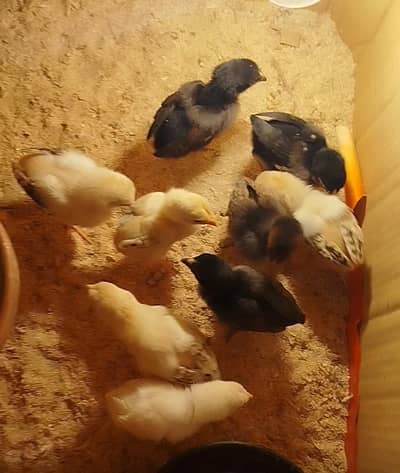 mianwali aseel chicks for sale