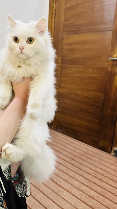 Persian kitten| triple coated | Doll Face| Fluffy Kitten