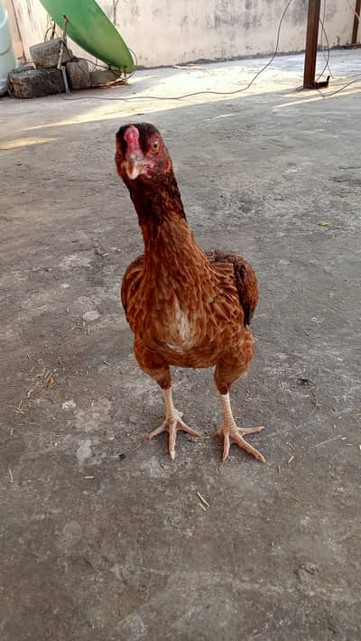 Aseel hens