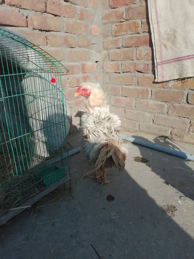 aseel frezil unique breed 3000 per exchange possible