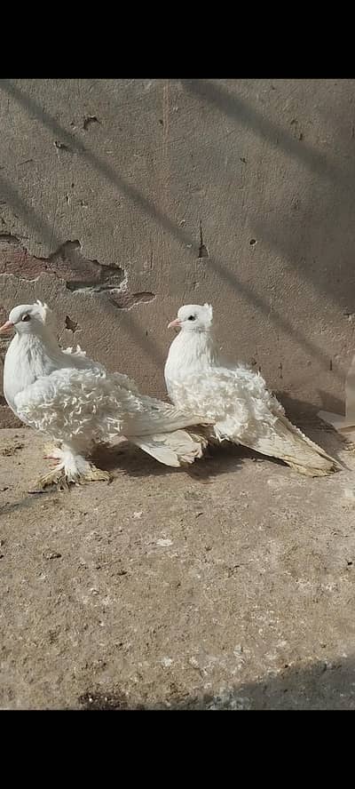 frill back breeder pair 03068884271