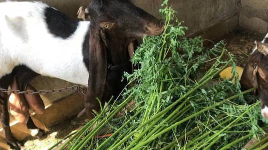 kamoori pateeri bakri