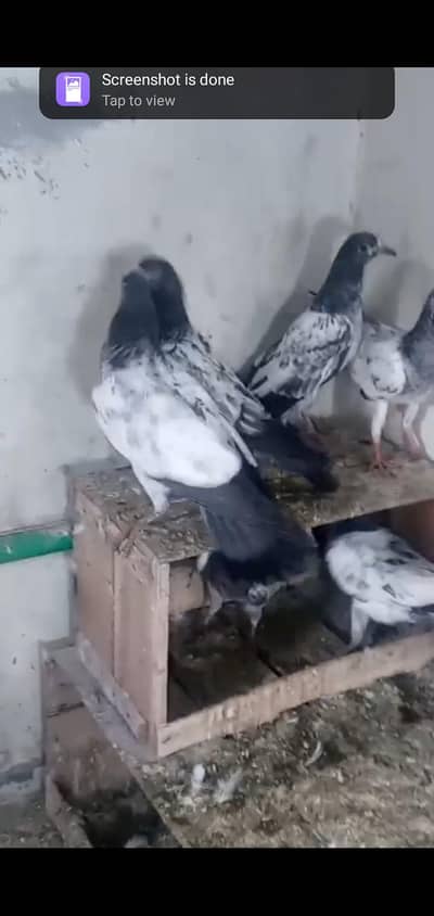 Teedi Ferozpuri Bachy