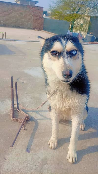 Contact at +923155443175