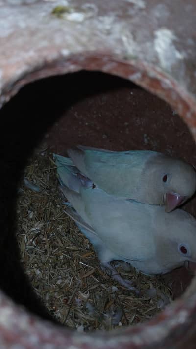 Love Birds Breeder Pairs