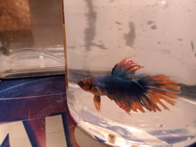 beta fish for sale crown tail male.  wale tail female