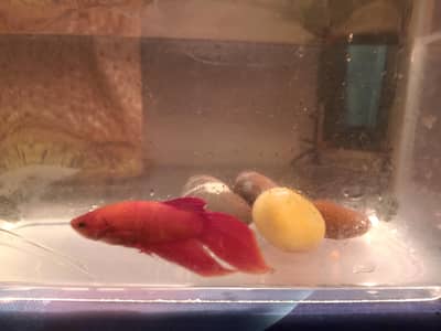 beta fish for sale male. wale tail