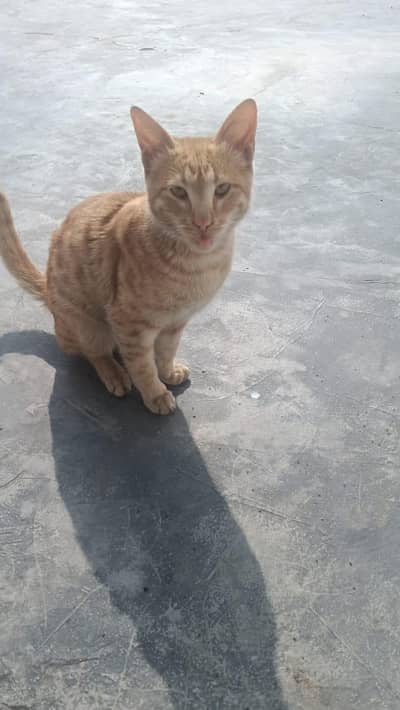 American shorthair trained cat for sale