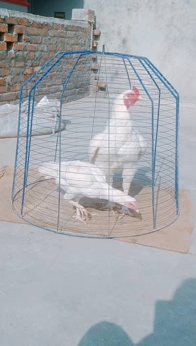 fresh heera eggs fertile and granted breed heera