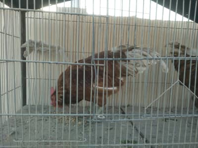 Lohman Brown adult 2 male available urgent