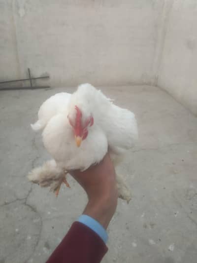 Bantam Short Breed (Taddy)