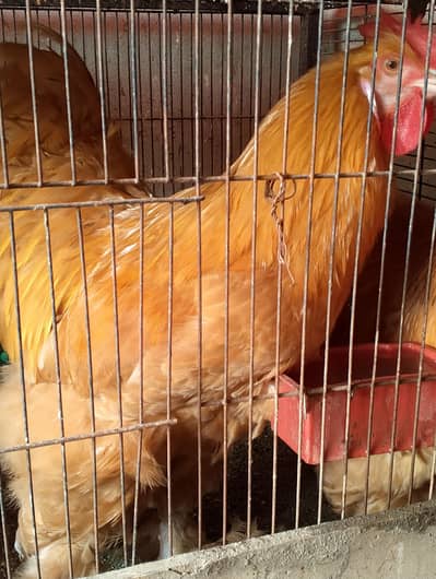 age 14 month top quality golden buf wsapp num 03148637508