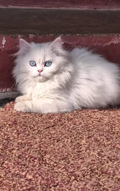 3riple coat home breed pure persian kittens