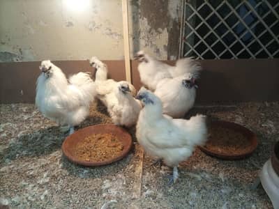 Silkie Adult Trio Pair