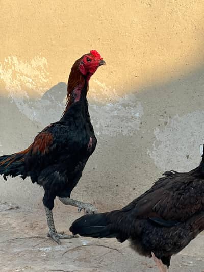 Thai pokoye chiks good quality f