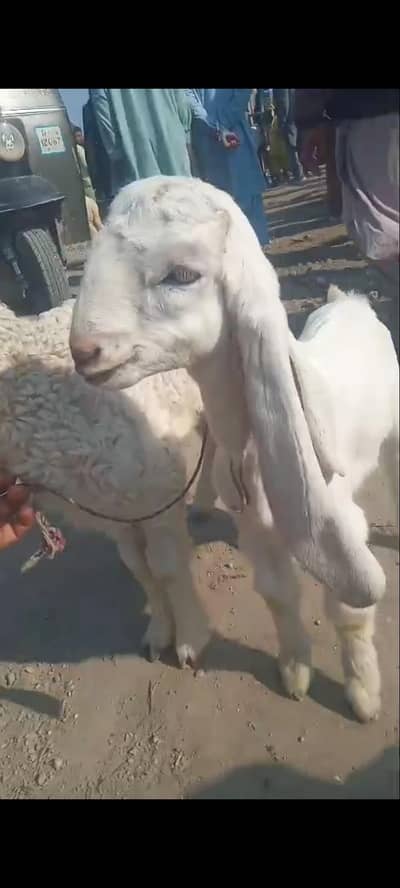 gulabi nsal age 2 mah