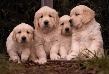 golden retriever puppy 03425137217
