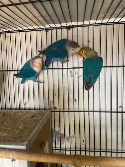 Lovebirds