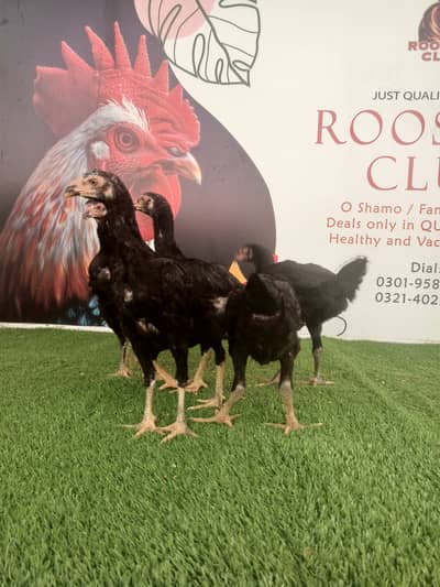 Black shamo female's / chicks / Aseel / murga / hens / fancy / female
