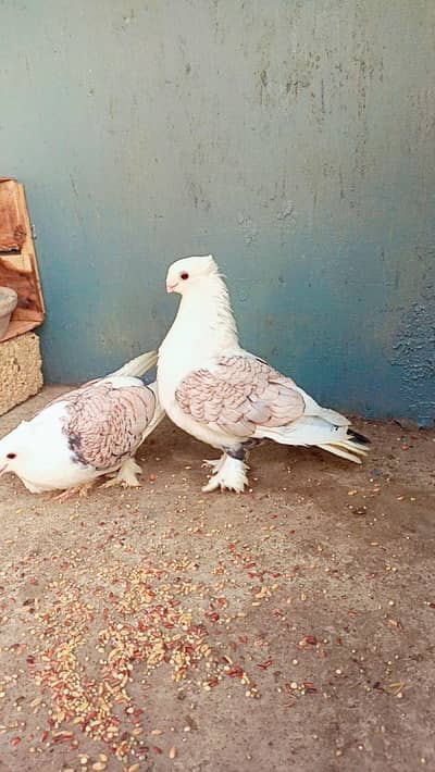 GermanTye Pigeon, Cremo Lutino, Java White Grey Finches