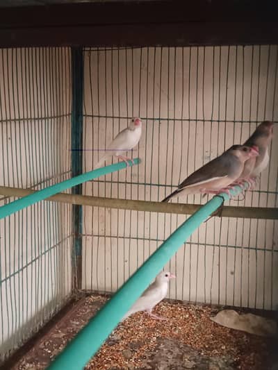 Grey or White Java Finches