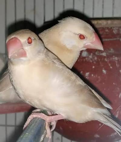 Fawn Java Red Eyes Pathe 3 Months 03322389456