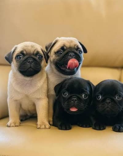 pug puppies 03425137217
