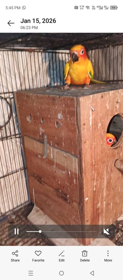 Suncanure breeder pair wth dna