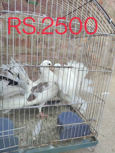 English Fantail pair