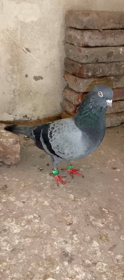 golden Madi kamager  Neela nur