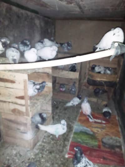 28 pieces pigeons different breads  and pairs 600 per