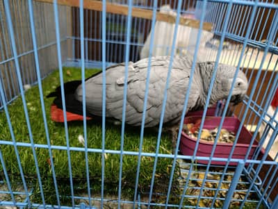 african Grey Parrot