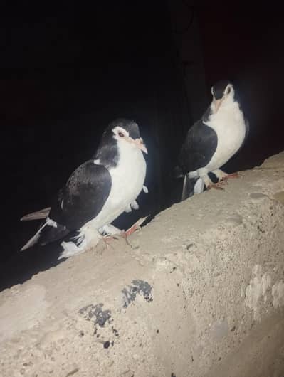 Black sherazi Breeder Pair