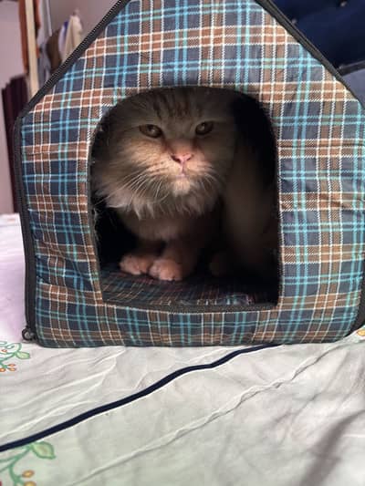 Ginger Pure Persian Male Cat, Toilet Trained, Vaccinated