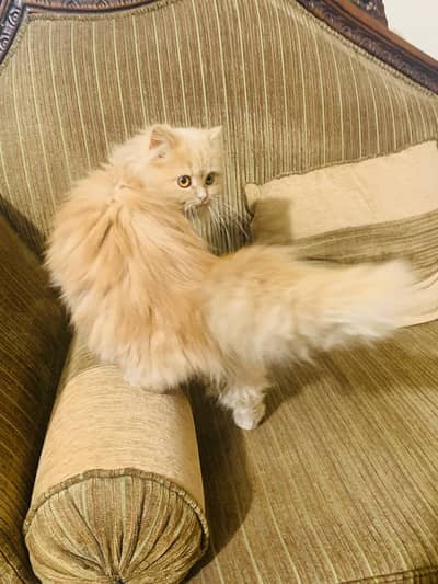 Persian cat male