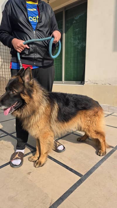 Pink Pedigree German Shepherd