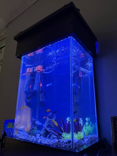 Complete Aquarium set with fishes