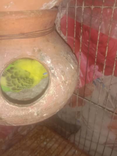 budgies / cage