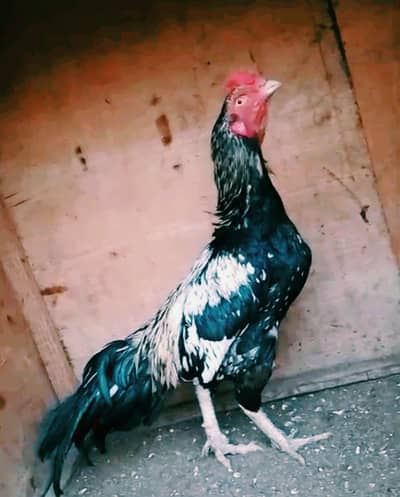 High quality jawa cheena Aseel mianwali