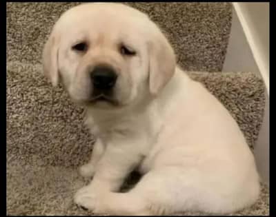labrador puppies 03425137217