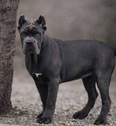cane Corso 1