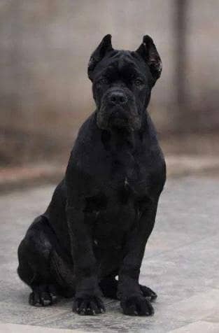 cane Corso 2