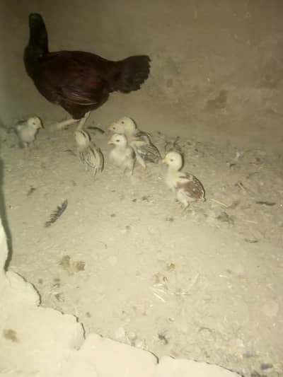 6 chicks our 1 murgi