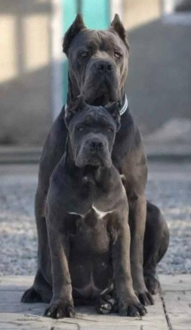 cane Corso 0