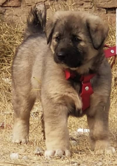 caucasian shepherd female for sale