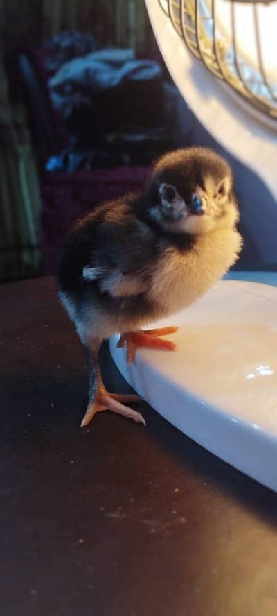 Aseel Mushka Chick For Sale