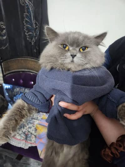 Persian cat male