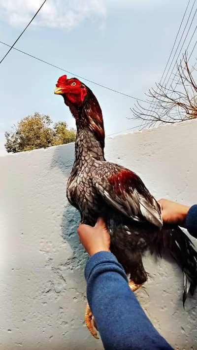 Big Breeder Aseel Best Quality Male