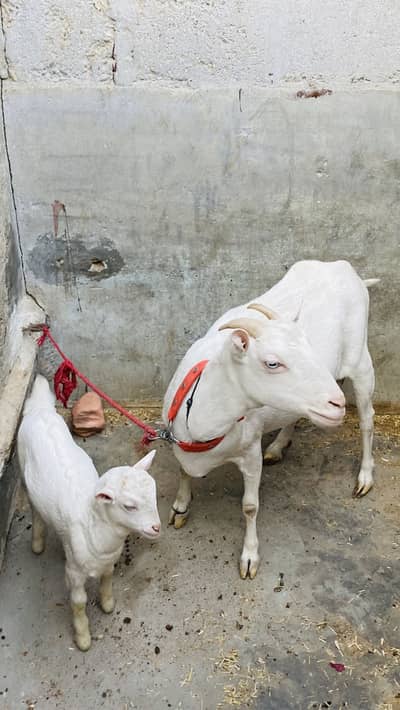 Teddy gulabi female 6dant with 2kids pair